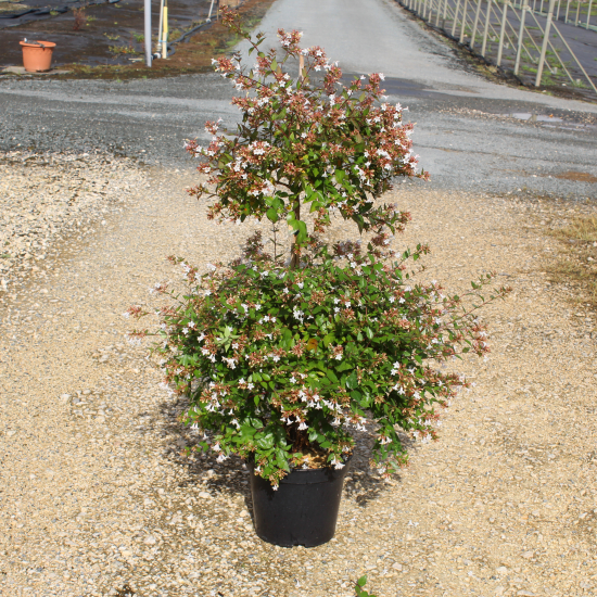 Abelia à grandes fleurs