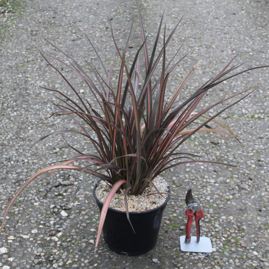 Lin de nouvelle-zélande 'Evening glow'