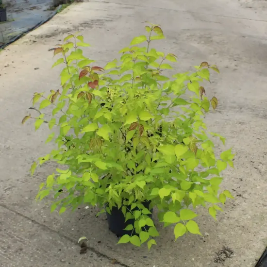 Arbre aux faisans 'Golden lanterns' (Leycesteria formosa) — jeune arbuste lumineux en pot noir · Pot 7.5L