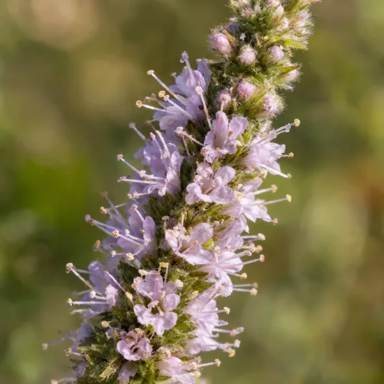 Menthe figue 'Figue' (Mentha spicata) — épi floral dressé aux petites fleurs mauves · Photo d'illustration