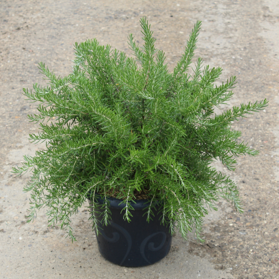 Romarin 'Pointe du raz'