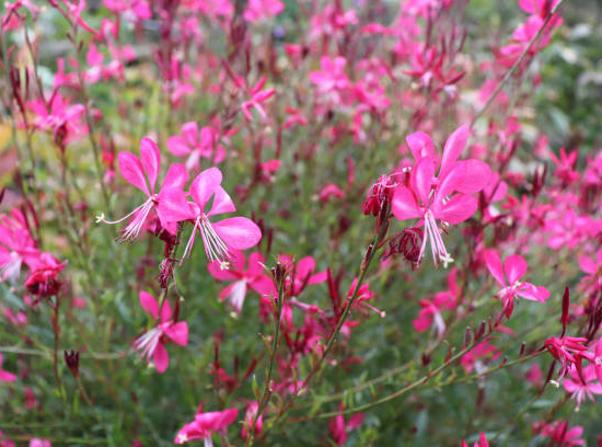 Gaura 'Dark pink'