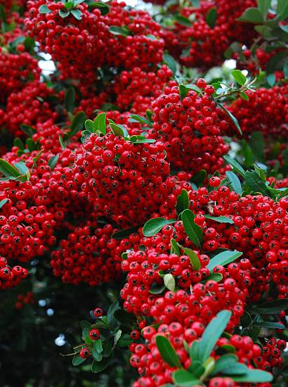 Buisson-ardent 'Rouge cadrou'