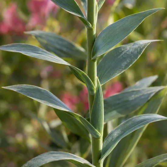 Alstrœmères (Alstroemeria) — tige verticale avec feuilles alternes vertes · Photo d'illustration