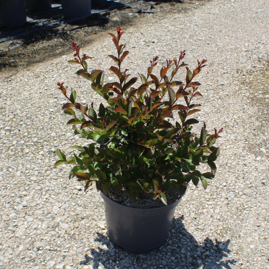 Lilas des indes 'Purple star'