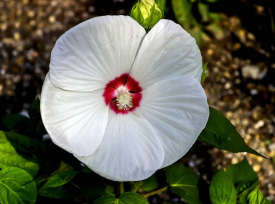 Hibiscus des marais 'Joli coeur'