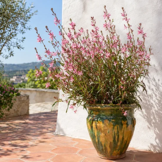 Gaura 'Rose' (Gaura lindheimeri) — plante fleurie en grand pot vernissé sur terrasse · Photo d'illustration