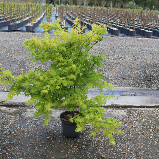 Érable du japon 'Orange dream'