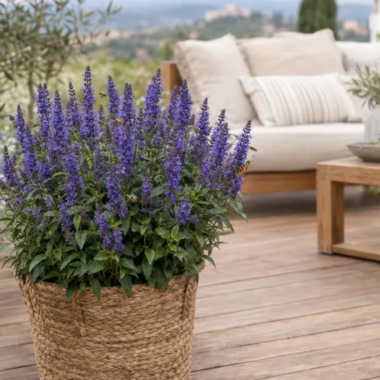 Sauge officinale 'Blue' (Salvia apex) — plante fleurie violette en pot sur terrasse · Photo d'illustration