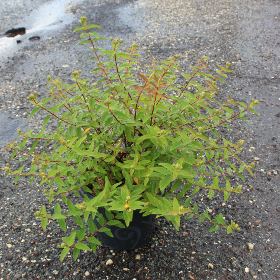 Millepertuis de hooker 'Hidcote'