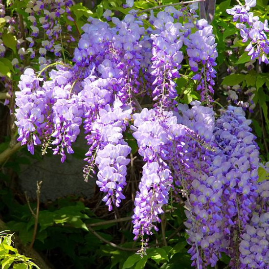 Glycine de Chine