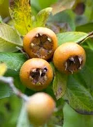 Néflier d’allemagne 'D'allemagne'