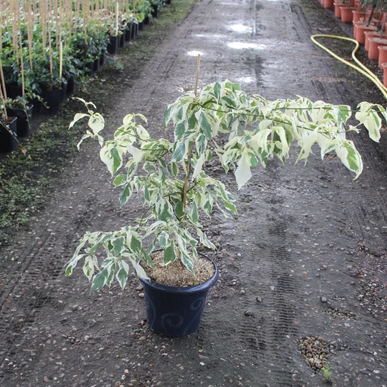 Cornouiller discuté 'Variegata' (Cornus controversa) — arbuste panaché en pot sur allée de pépinière · Pot 7.5L