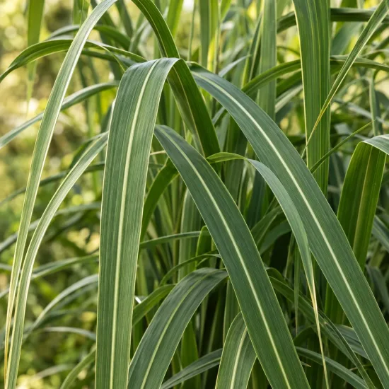 Miscanthus 'Giganteus' (Miscanthus hybrida) — longues feuilles arquées vertes à nervures claires