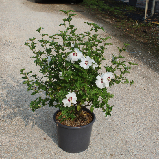 Althéa 'Red heart blanc'