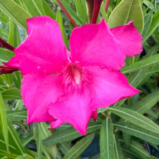 Laurier rose 'Professeur Granel'