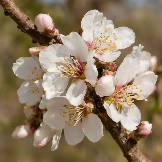 Amandier 'Santa caterina' (Prunus amygdalus) — gros plan de fleurs blanches sur branche