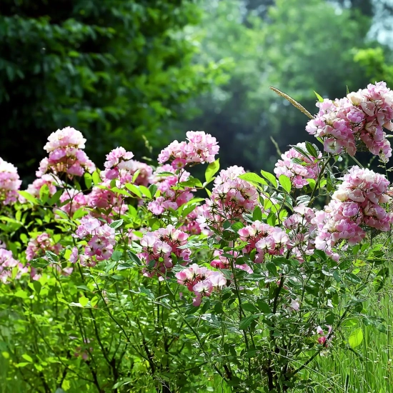 Rosier 'Rosea vispaniuc'