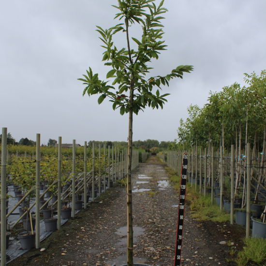 Châtaigner 'Marsol'