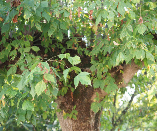 Érable à feuilles de frêne