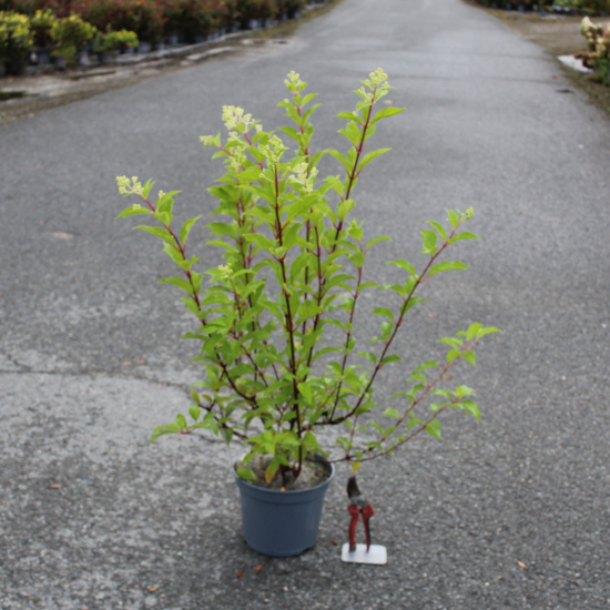 Hortensia paniculé 'Vanille fraise'