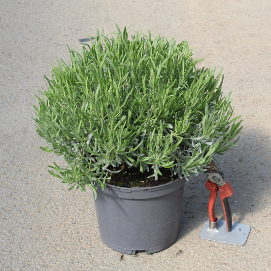 Lavandin 'Dutch lavander'