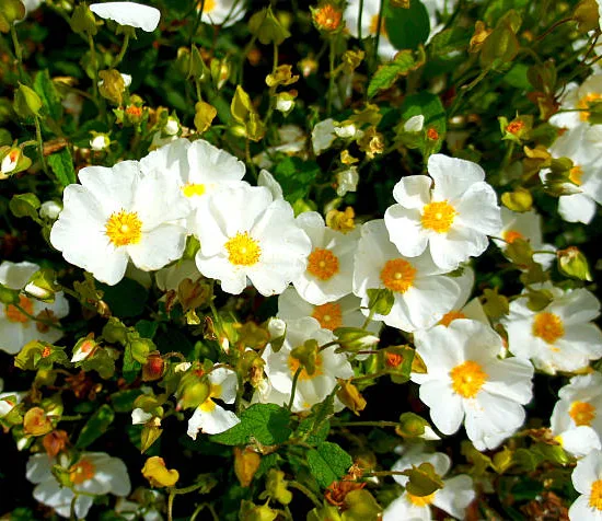 ciste à feuilles de sauge (Cistus salviifoluis) — nombreuses petites fleurs blanches au coeur jaune