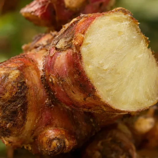 Grand galanga (Alpinia galanga) — gros plan de rhizome fraîchement coupé · Photo d'illustration