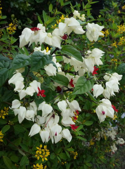 Clérodendron grimpant