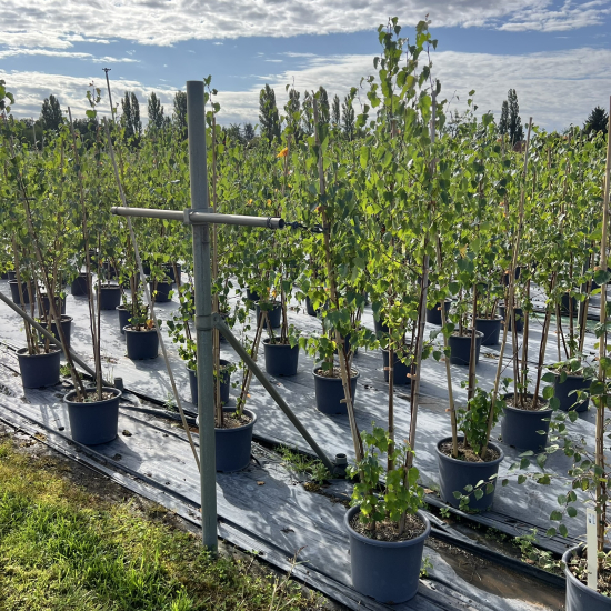 Bouleau de l'himalaya