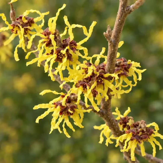 Hamamélis de chine 'Pallida' (Hamamelis mollis) — branche couverte de fleurs jaunes en gros plan
