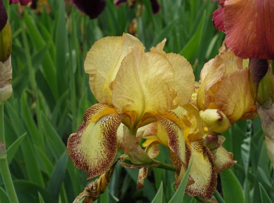 Iris d'allemagne 'Spreckles jaune'
