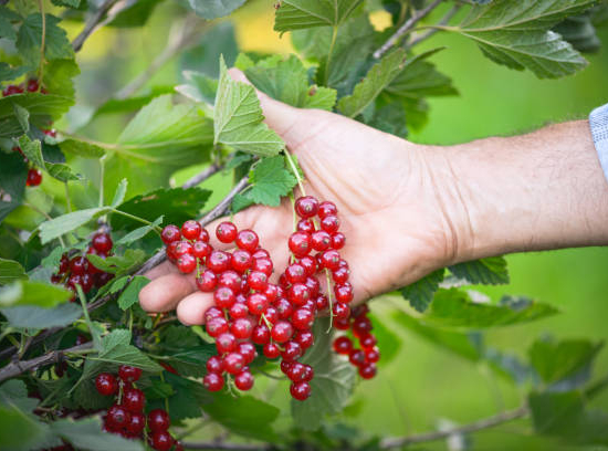 Groseillier à grappes 'Jonkheer van tets rouge'
