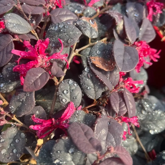 Loropétale de chine 'Black pearl'