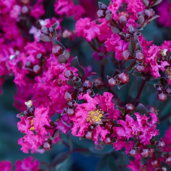 Lilas des indes 'Mystic magenta'