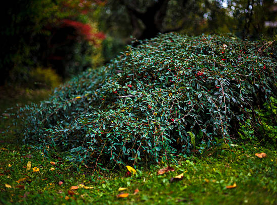 Cotoneaster 'Non'