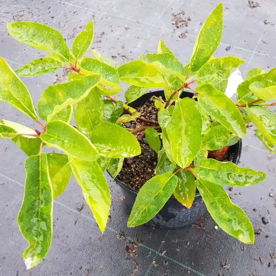 Amélanchier de lamarck (Amelanchier lamarckii) — jeune arbuste brillant en pot noir de pépinière · Pot 3L Touffe