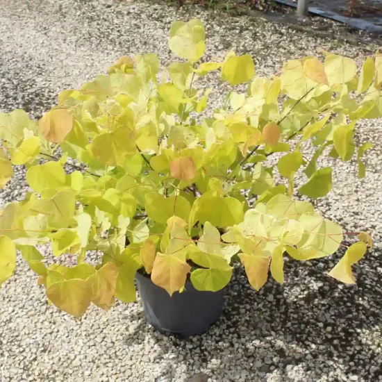 Gainier du canada 'Hearts of gold' (Cercis canadensis) — Pot 7.5L