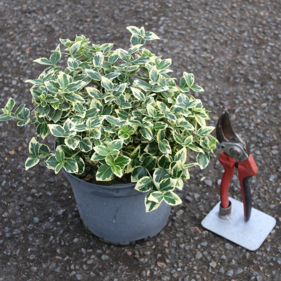 Fusain de fortune 'Emerald gaiety'