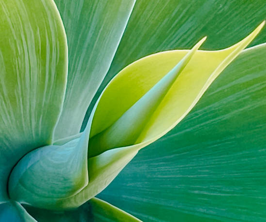 Agave à queue de renard