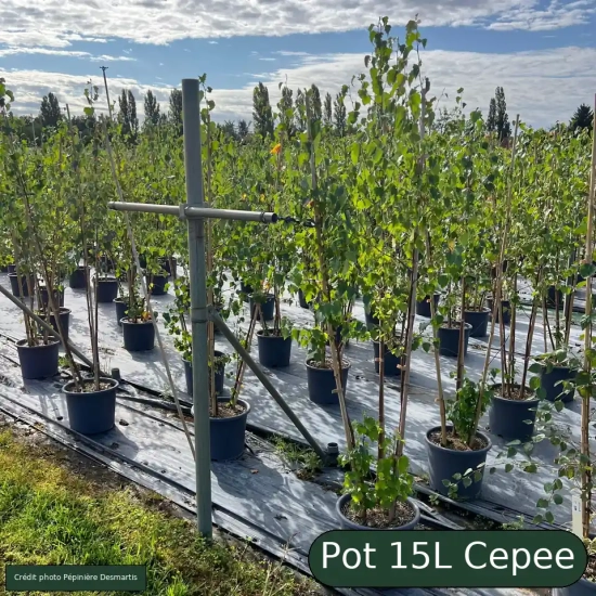 Bouleau verruqueux 'Cepee'