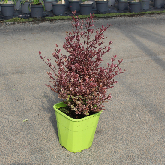 Lophomyrthus 'Magic dragon'