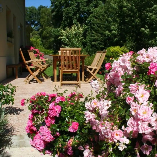 Rosier 'Mareva rose tendre '