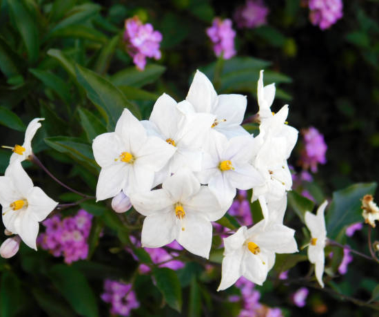 Morelle faux jasmin 'Album'
