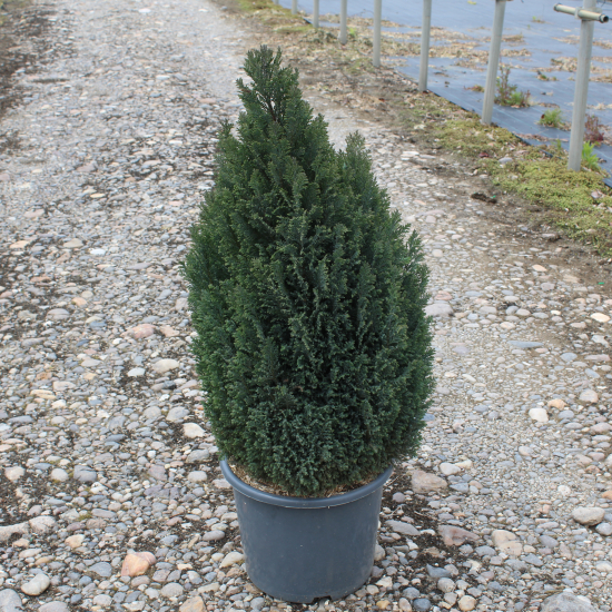 Cyprès de lawson 'Ellwoodii'