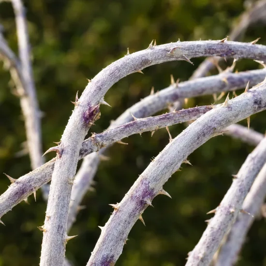 Ronce du tibet 'Silver fern' (Rubus thibetanus) — gros plan sur tiges arquées épineuses blanchâtres