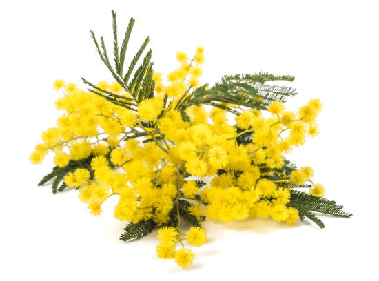 Mimosa d'hiver 'Gaulois astier'