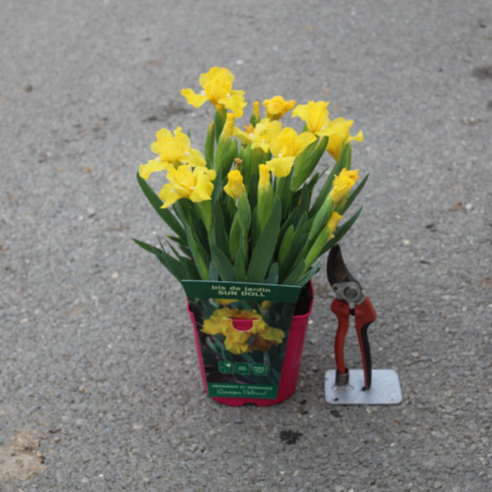 Iris 'Sun doll jaune'