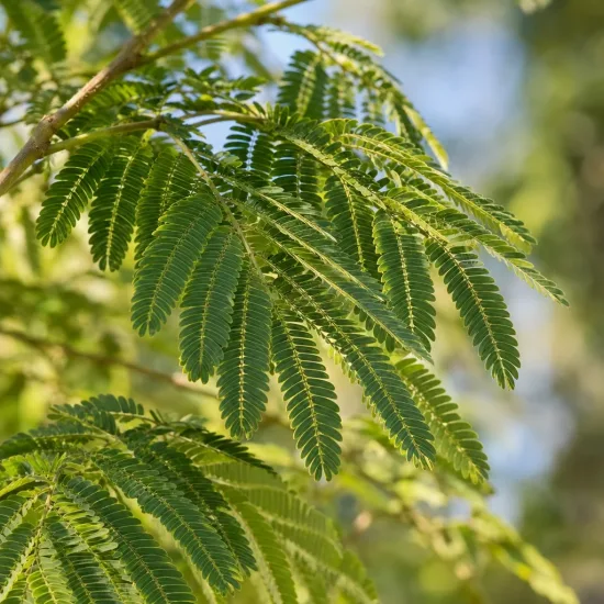 Arbre à soie à fleurs rouge 'Rouge selection' (Albizia) — feuillage fin et léger en gros plan · Photo d'illustration