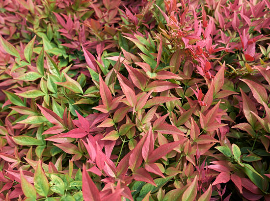 Bambou sacré 'Flirt murasaki'